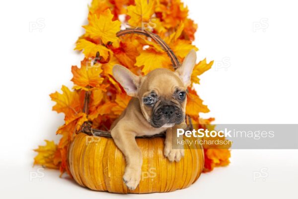 Brown french bulldog in autumn pumpkin basket