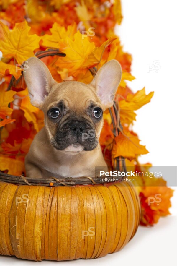 Royalty Free Stock Photo of a Brown french bulldog in autumn pumpkin basket white background.