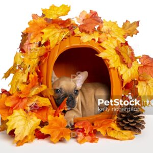 Brown french bulldog in carved out pumpkin basket