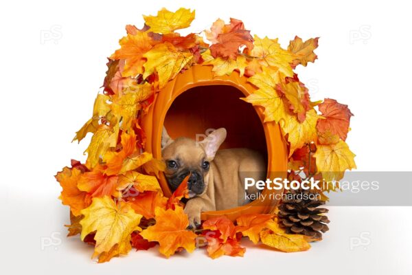 Brown french bulldog in carved out pumpkin basket