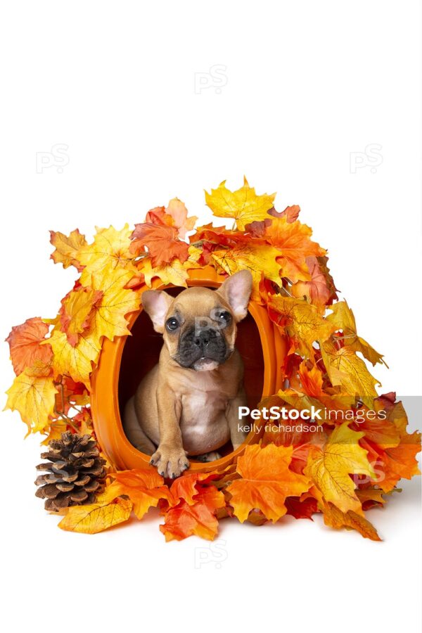 Royalty Free Stock Photo of a Brown french bulldog puppy inside of an orange pumpkin, orange and yellow leaves, white background.