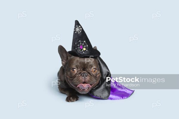 Brown french bulldog wearing a halloween witch hat and a purple and black cape Halloween costume, blue background,