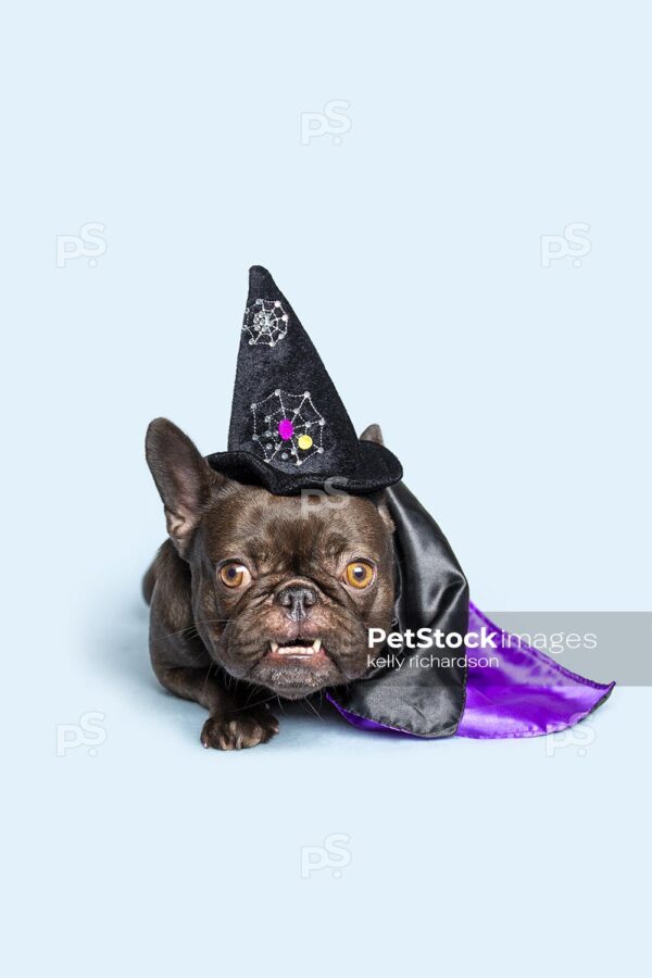 Royalty Free Stock Photo of a Brown French Bulldog Puppy wearing a black witch hat, and purple and black cape, blue background. 