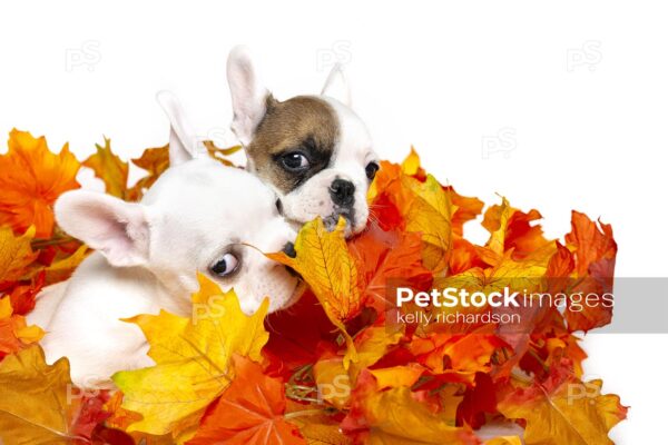 Two french bulldog puppies playing in fall leaves, white background.