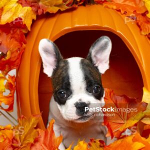 White french bulldog playing in fall autumn orange and yellow leaves, celebrating the fall season and thanksgiving, white background.