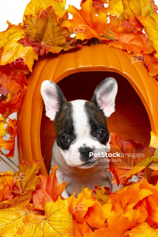 White french bulldog playing in fall autumn orange and yellow leaves, celebrating the fall season and thanksgiving, white background.