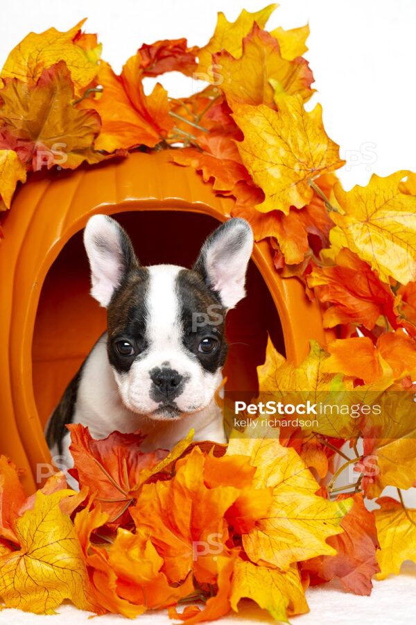 9_RI_9930 Royalty Free Stock Photo of a Black and white french bulldog puppy inside of an orange pumpkin, orange and yellow leaves, white background.