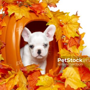 9_RI_9961 Royalty Free Stock Photo of a white french bulldog puppy inside an orange pumpkin, orange and yellow leaves, white background. Max File Size 5760 x 3840 pixels.