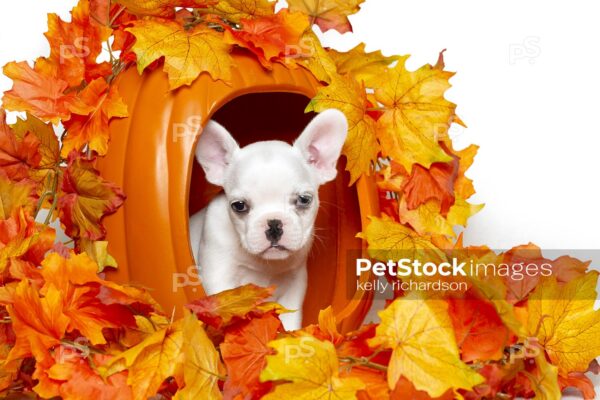 9_RI_9961 Royalty Free Stock Photo of a white french bulldog puppy inside an orange pumpkin, orange and yellow leaves, white background. Max File Size 5760 x 3840 pixels.