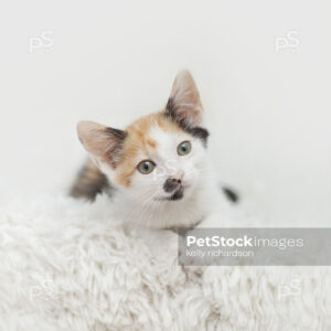 Calico Kitten