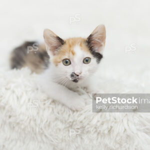 Royalty free stock photo of a White Calico kitten laying on a white blanket.