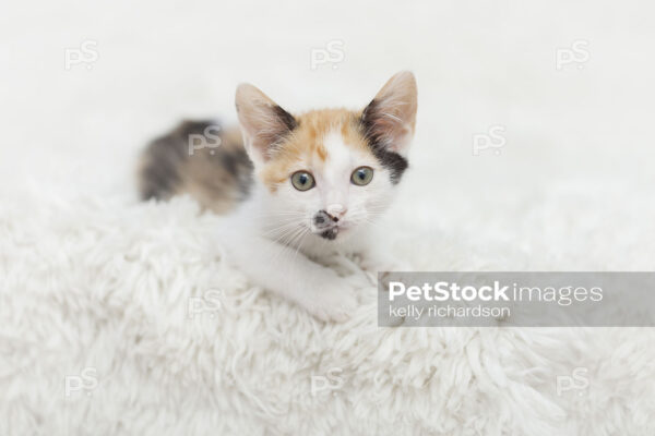 Royalty free stock photo of a White Calico kitten laying on a white blanket.