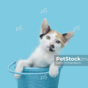 Royalty free stock photo of a Calico kitten sitting inside of a blue Easter Bucket, blue background.