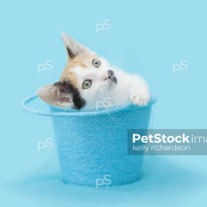 oyalty free stock photo of a Calico kitten sitting inside of a blue Easter Bucket, blue background.