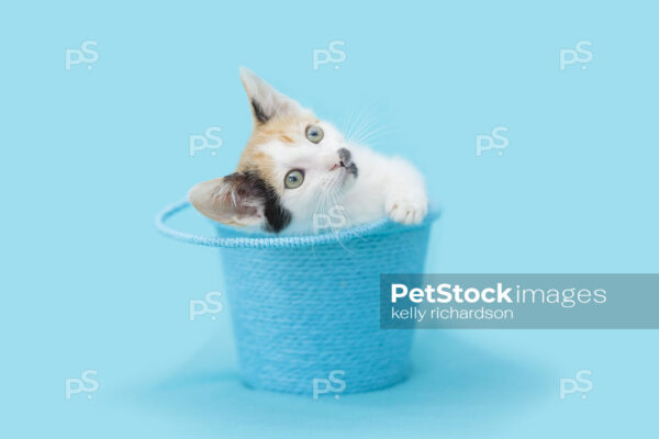 oyalty free stock photo of a Calico kitten sitting inside of a blue Easter Bucket, blue background.