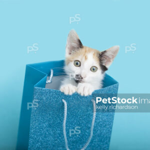 Royalty free stock photo of a Calico kitten peeking out of a blue glitter gift bag with a blue background.