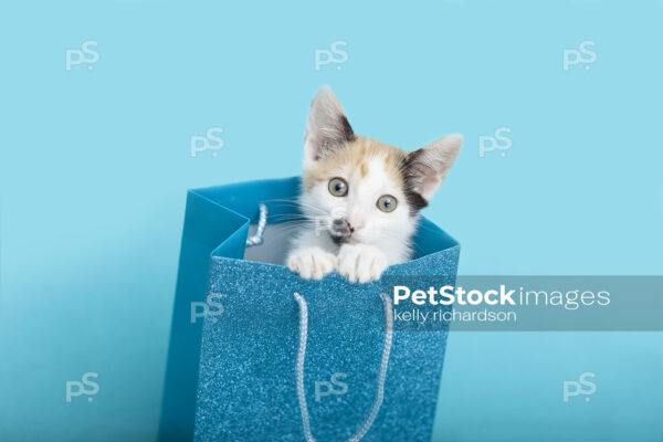 Royalty free stock photo of a Calico kitten peeking out of a blue glitter gift bag with a blue background.