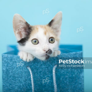 Calico kitten peeking out of a blue glitter gift bag with a blue background.