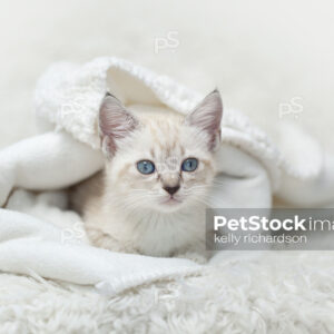 White Siamese tabby kitten laying inside of a white blanket.