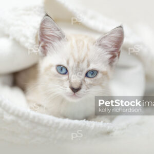 Siamese Kitten