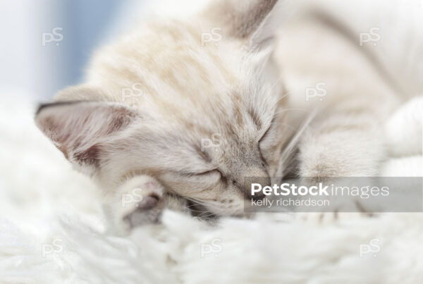 White Siamese mix kitten sleeping on a white blanket.