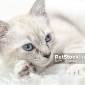 White Siamese tabby kitten laying inside of a white blanket.