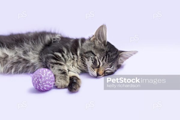 Beautiful black striped tabby long hair Manx kitten playing with a purple cat toy on a purple blanket background.