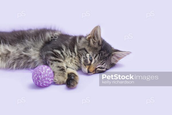 Royalty free stock photo of a sleepy tabby kitten laying with a purple ball, on a purple background.