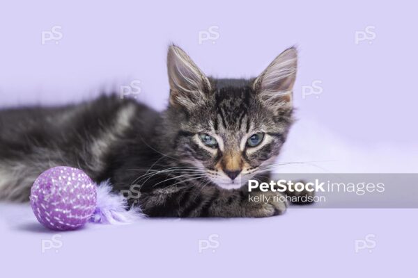 Royalty free stock photo of a sleepy black, Manx kitten laying with a purple ball, on a purple background.