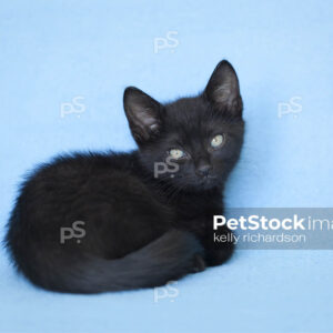 Black kitten blue background.