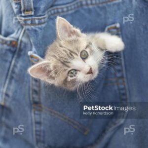 Royalty free stock photo of a Gray and White Tabby Kitten inside  the pocket of a pair of blue jeans.