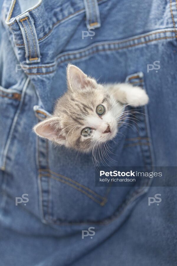 Royalty free stock photo of a Gray and White Tabby Kitten inside  the pocket of a pair of blue jeans.