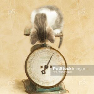 Royalty free stock photo of a Gray and White Tabby Kitten weighing on a small antique food scale, looking down at the scale, brown textured background.