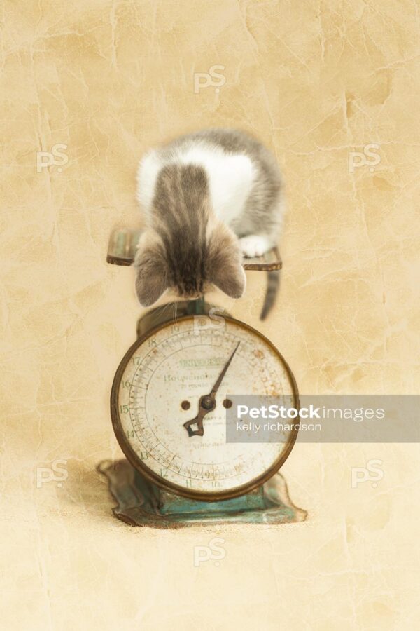 Royalty free stock photo of a Gray and White Tabby Kitten weighing on a small antique food scale, looking down at the scale, brown textured background.