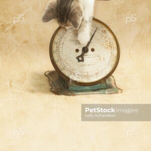 Kitten weighing on an antique food scale, natural colors