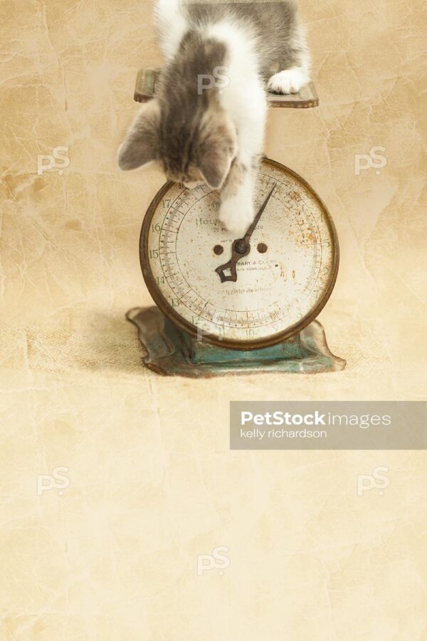 Kitten weighing on an antique food scale, natural colors