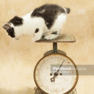 Kitten weighing on an antique food scale, natural colors