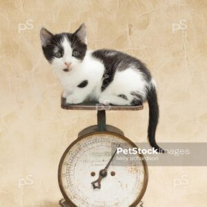 Kitten weighing on an antique food scale, natural colors