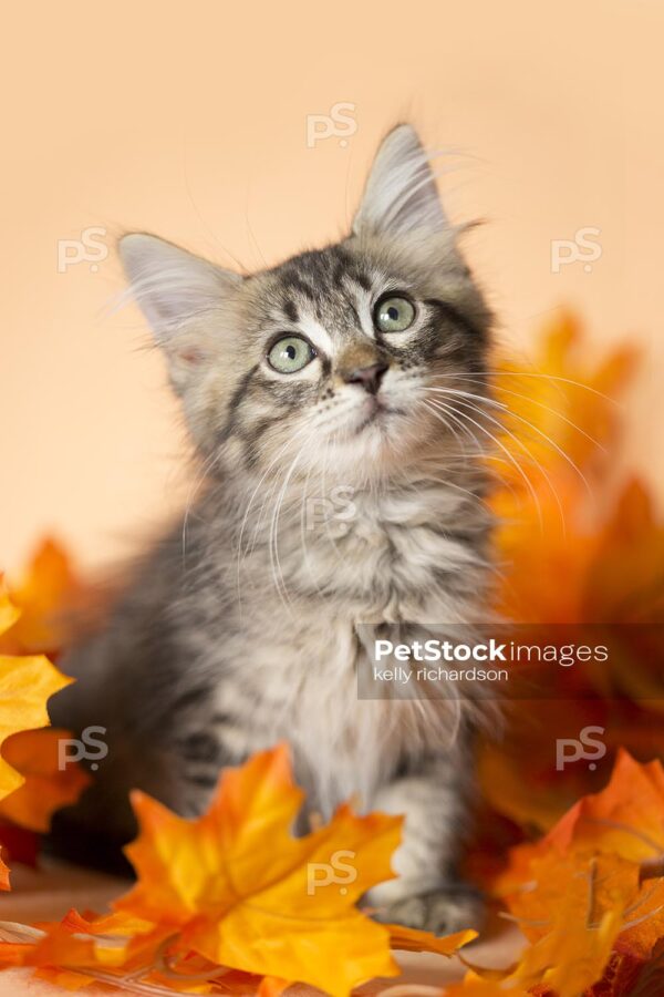 Close-up furry tabby kitten sitting in a pile of orange and yellow fall leaves, orange background.