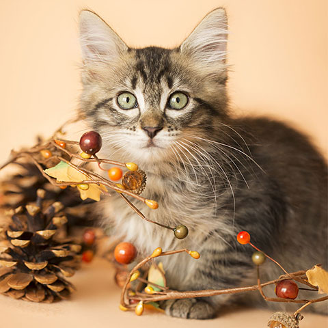 Autumn Kitten playing with fall decorations