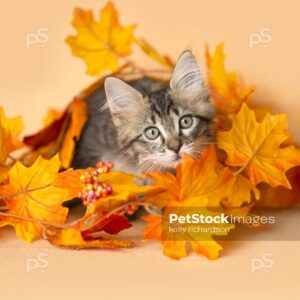 Black and brown furry tabby kitten hiding in a pile of orange and yellow fall leaves, orange background.