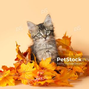 Black and brown furry tabby kitten standing in the middle of a pile of orange and yellow fall leaves, orange background.