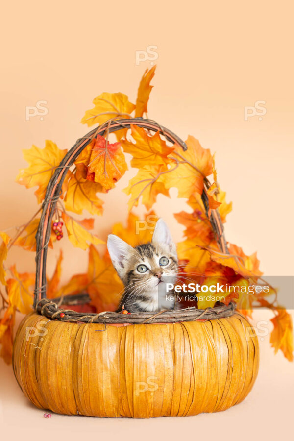 Thanksgiving Kitten Basket, small 8 week old kitten playing in basket with fall leaves. Orange background.