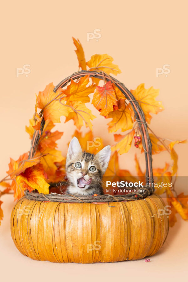 Thanksgiving Kitten Basket, small 8 week old kitten playing in basket with fall leaves. Orange background.