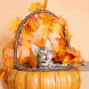 Thanksgiving Kitten Basket, small 8 week old kitten playing in basket with fall leaves. Orange background.