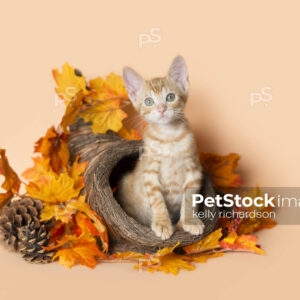 Thanksgiving Kitten Basket, small 8 week old kitten playing in basket with fall leaves. Orange background.