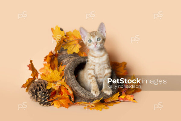 Thanksgiving Kitten Basket, small 8 week old kitten playing in basket with fall leaves. Orange background.