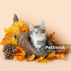 Cornucopia tabby kitten thanksgiving day basket