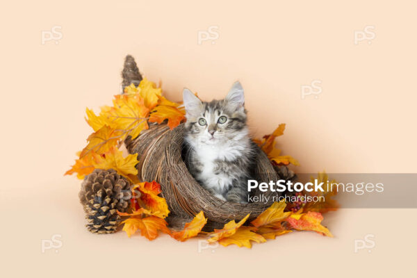 Cornucopia tabby kitten thanksgiving day basket