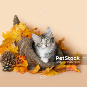 Cornucopia Kitten in Basket with fall leaves